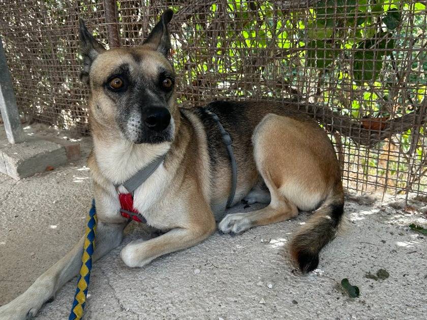 Adotta un cane, taglia media, femmina, Bari