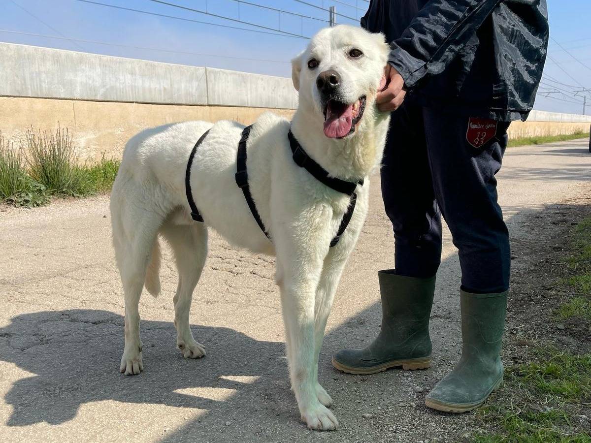 Adotta un cane, maschio, 7 anni  e 3 mesi , Bari