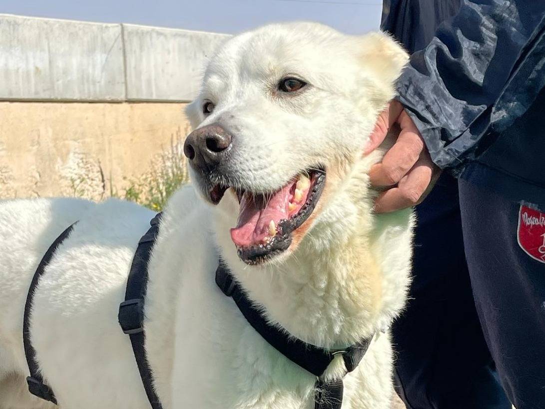 Adotta un cane, taglia grande, maschio, Bari