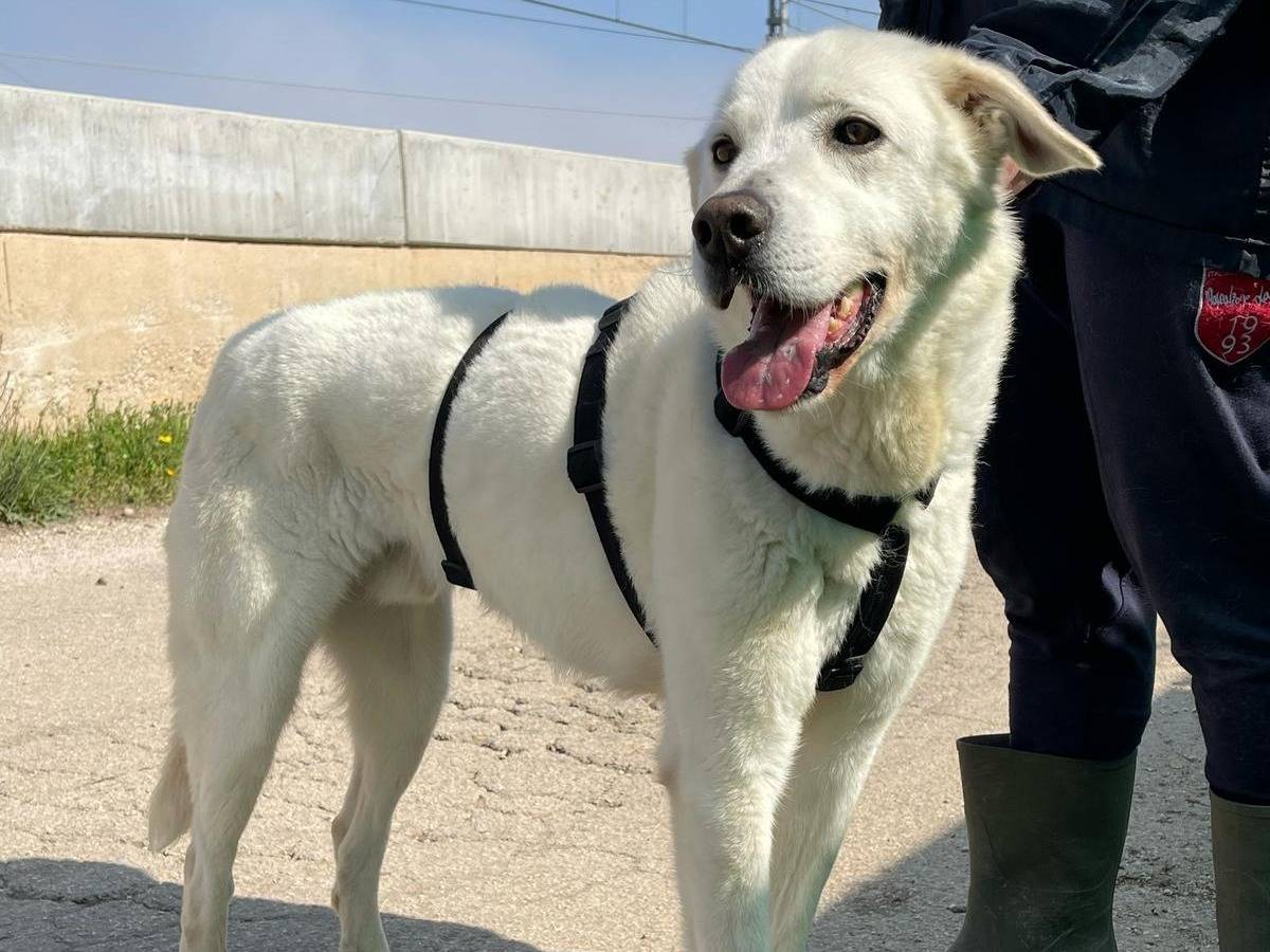 Vuoi adottare un cane a Bari?