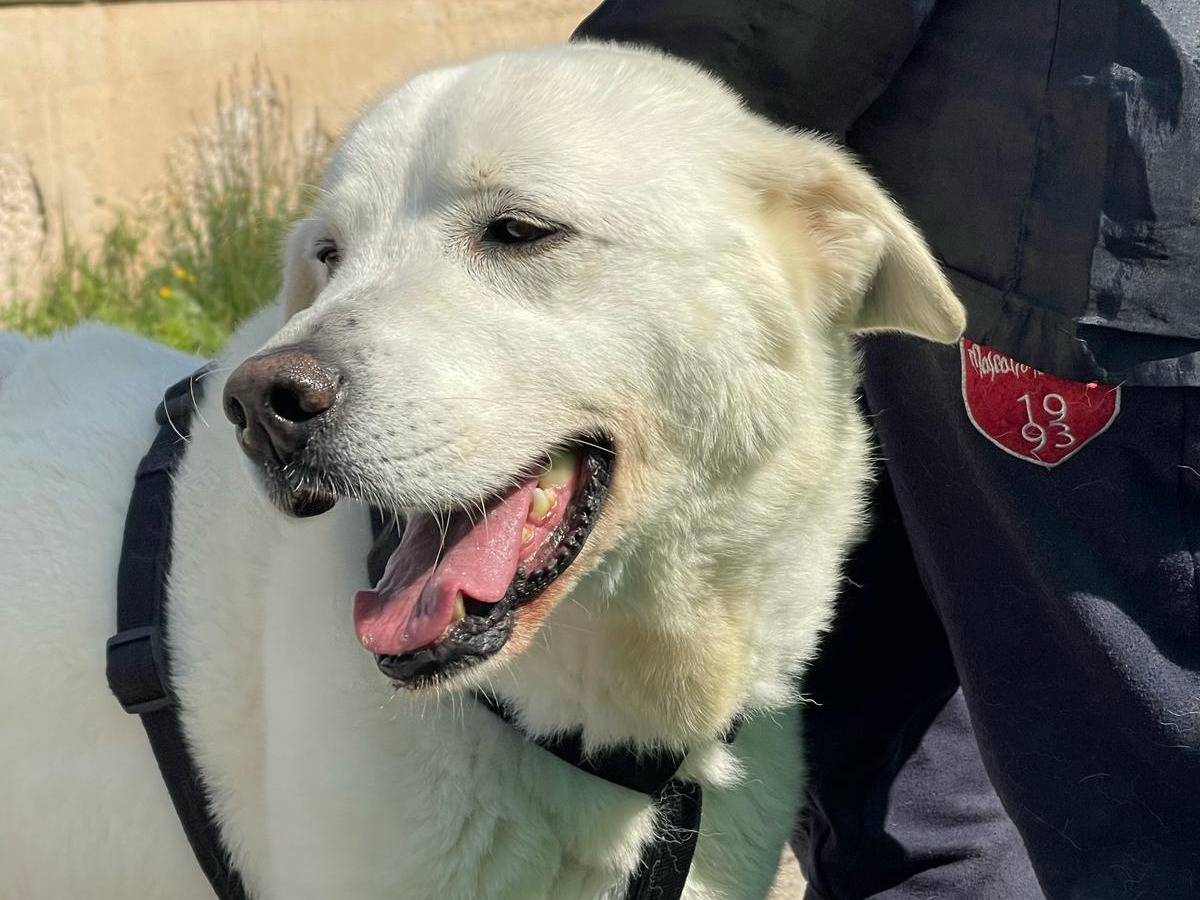 Adotta il cane Mark a Bari