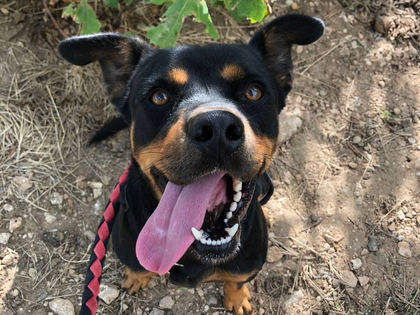 Adotta un cane, taglia media, maschio, Bari