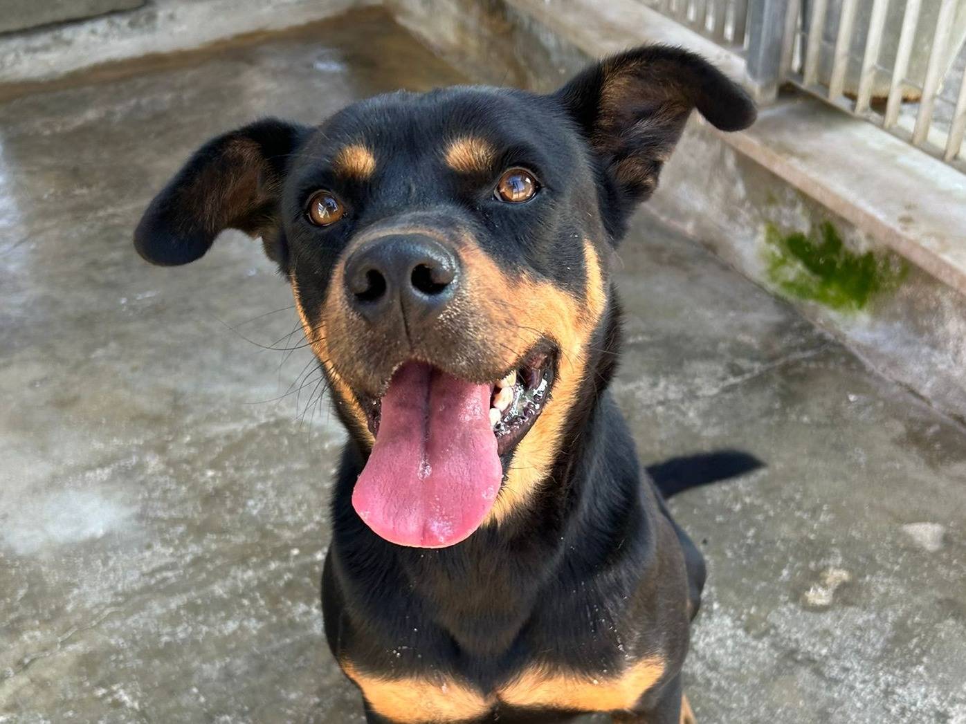 Vuoi adottare un cane a Bari?