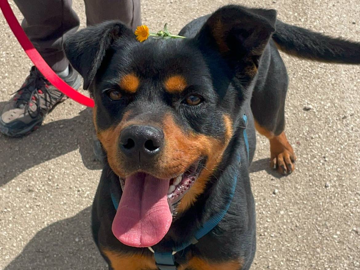 Adotta il cane Mahmoud a Bari