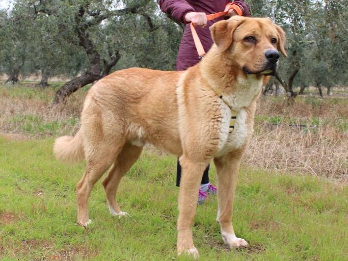 Adotta il cane Marlon a Bari