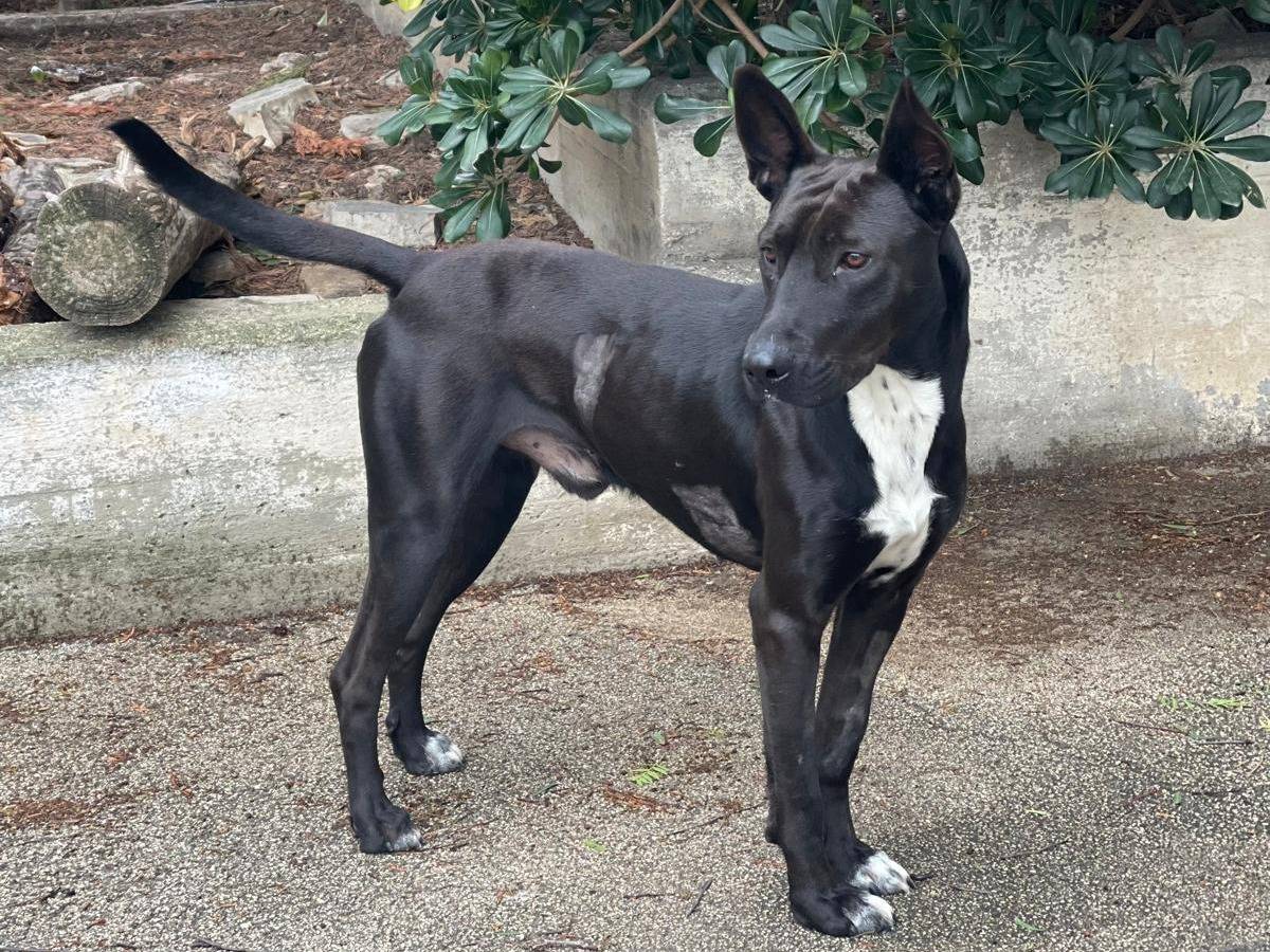 Adotta un cane, maschio, 1 anno e 4 mesi , Bari