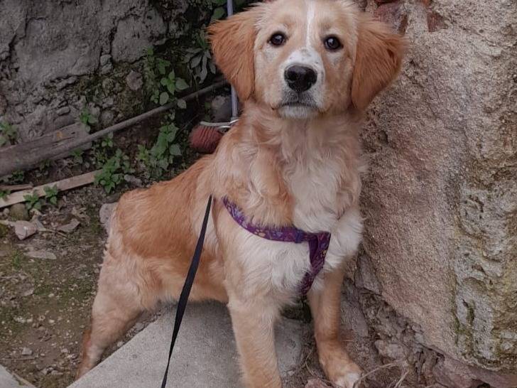Adotta un cane, femmina, 5 mesi, Vibo