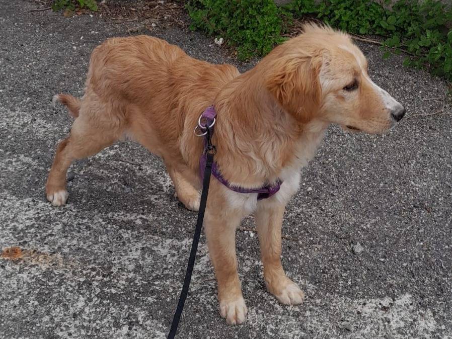 Adotta un cane, taglia media, femmina, Vibo