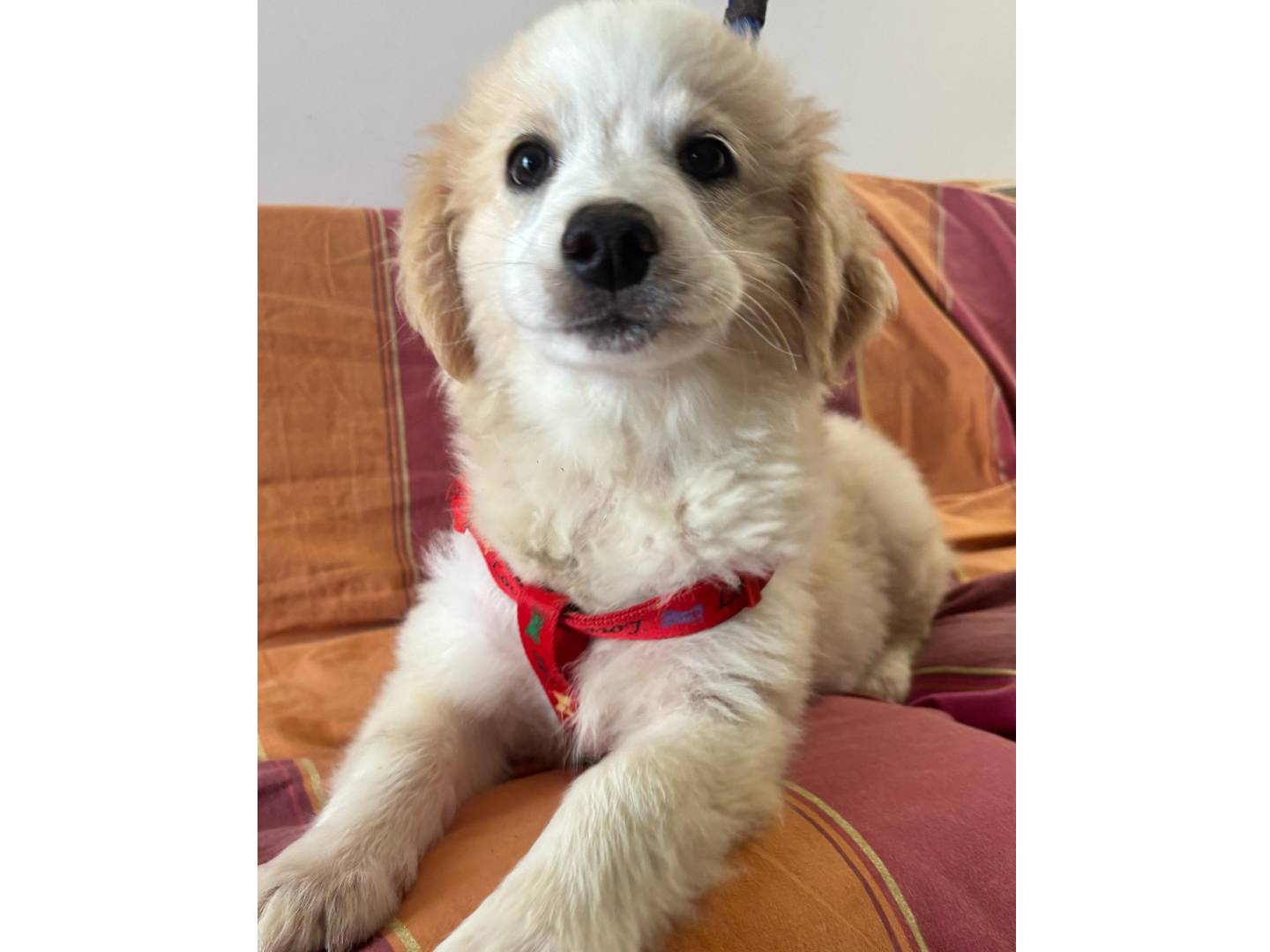 Adotta un cane, maschio, 4 mesi, Trapani