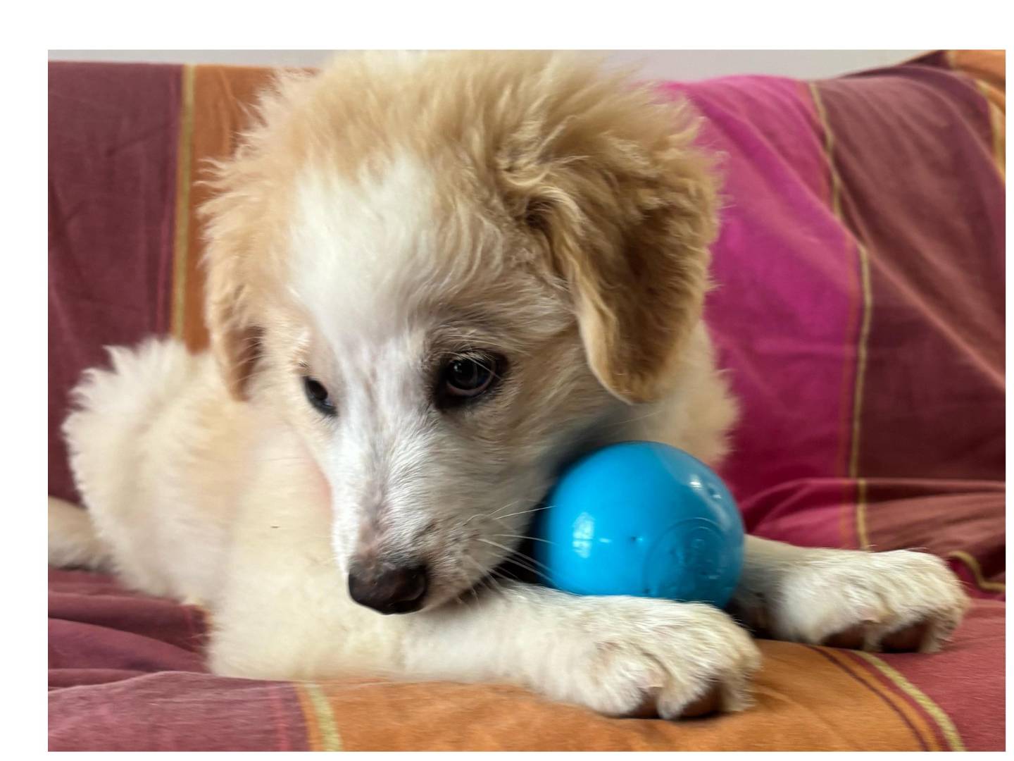 Adotta un cane, taglia media, maschio, Trapani