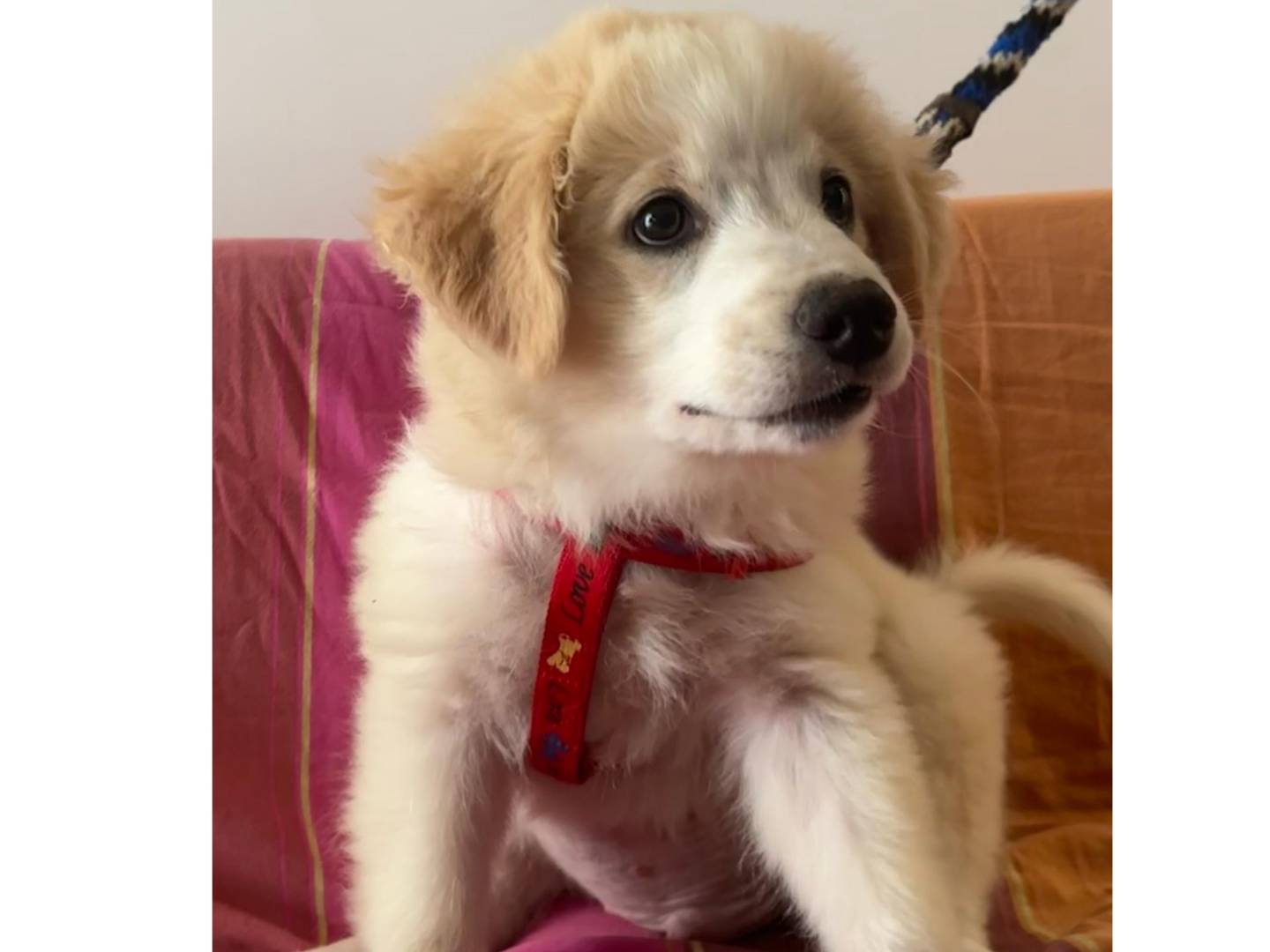 Vuoi adottare un cane a Trapani?