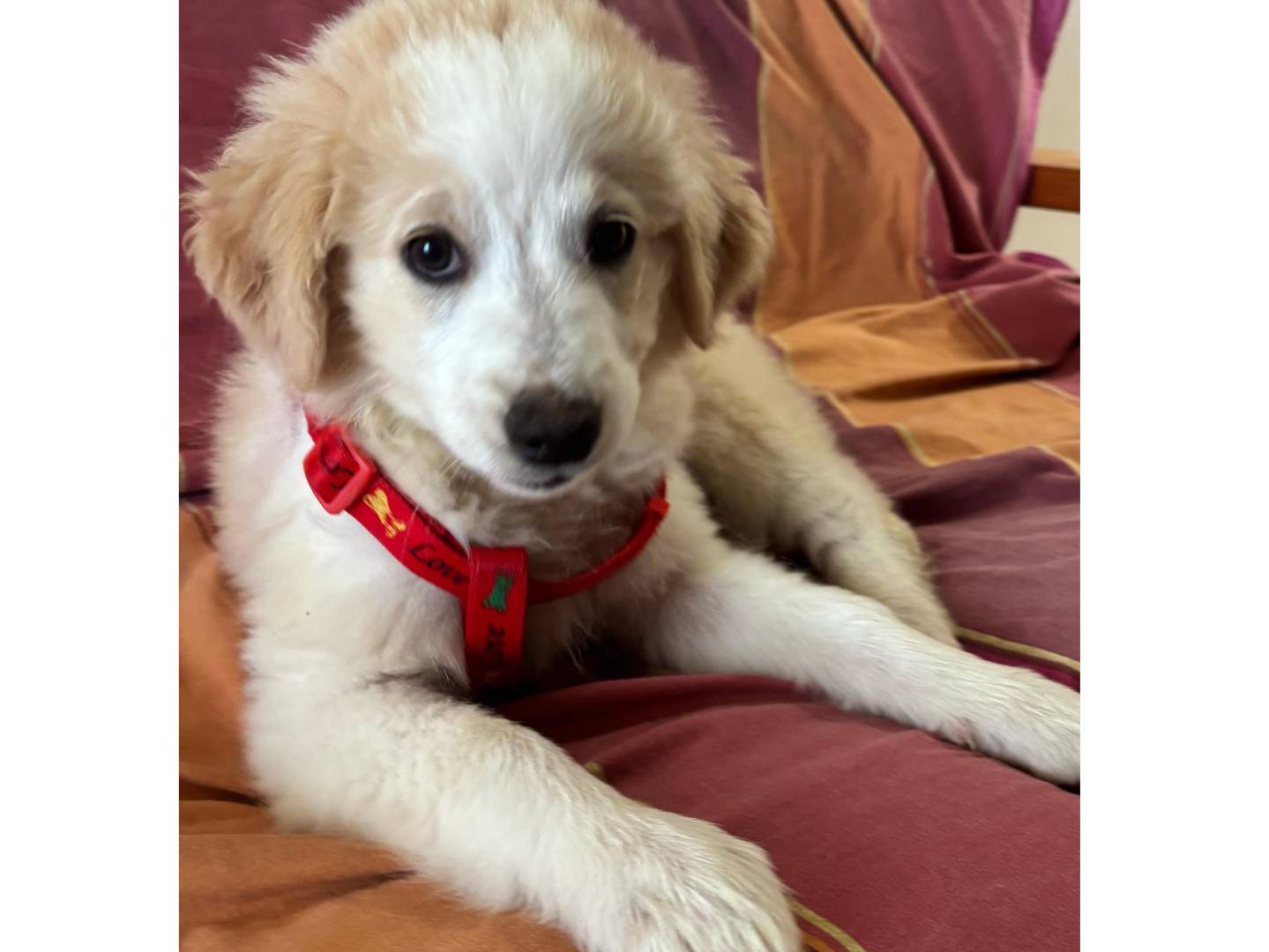 Adotta il cane Pablo a Trapani