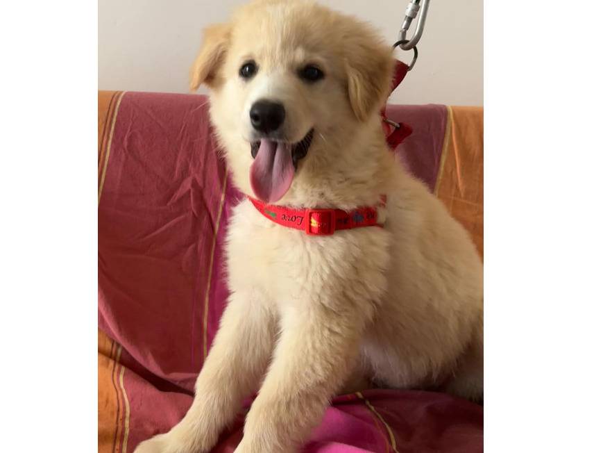 Foto dell'animale