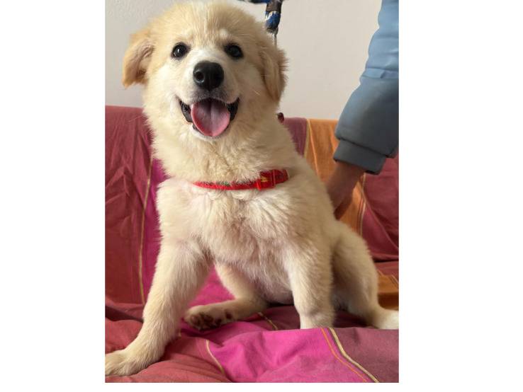 Adotta un cane, taglia media, femmina, Trapani