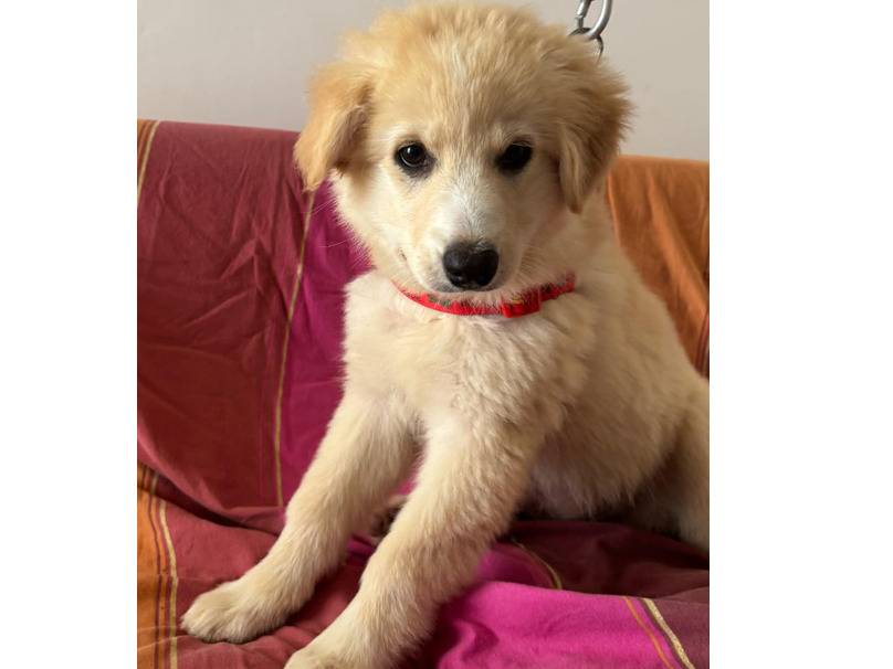 Vuoi adottare un cane a Trapani?