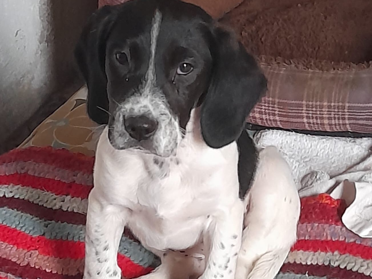 Adozione cane, femmina, Spaniel Razza sconosciuta, 6 mesi, taglia media, Siracusa