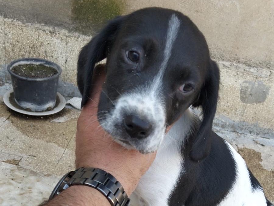 Adotta un cane, femmina, 6 mesi, Siracusa