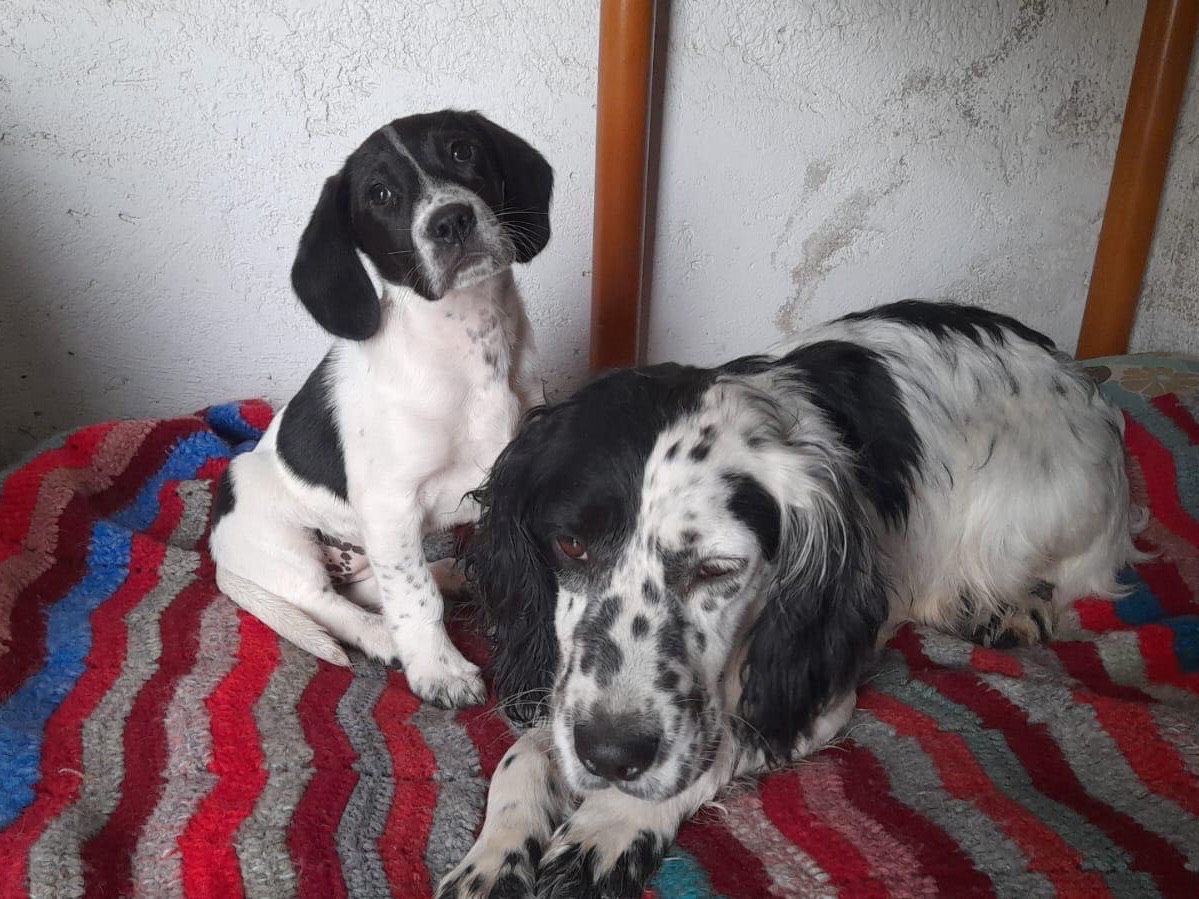 Adotta un cane, taglia media, femmina, Siracusa