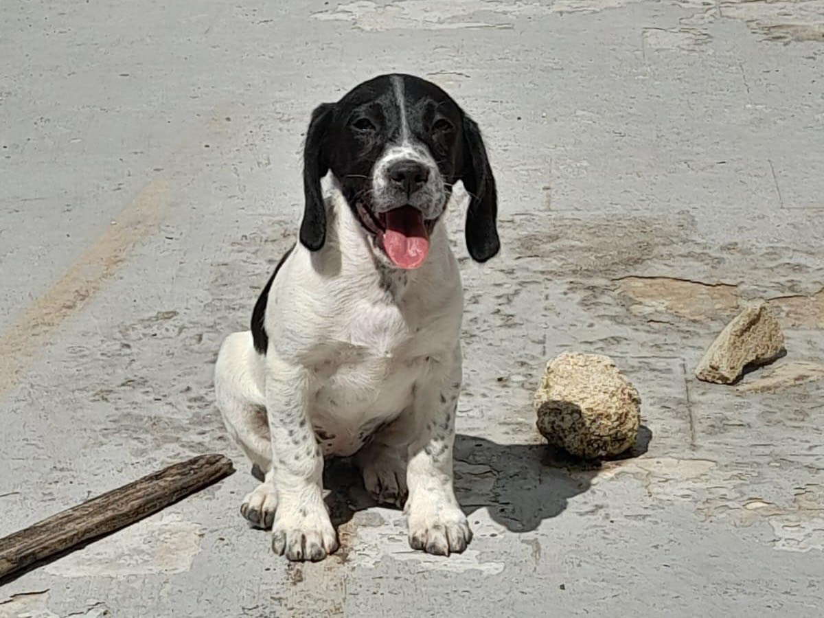 Vuoi adottare un cane a Siracusa?