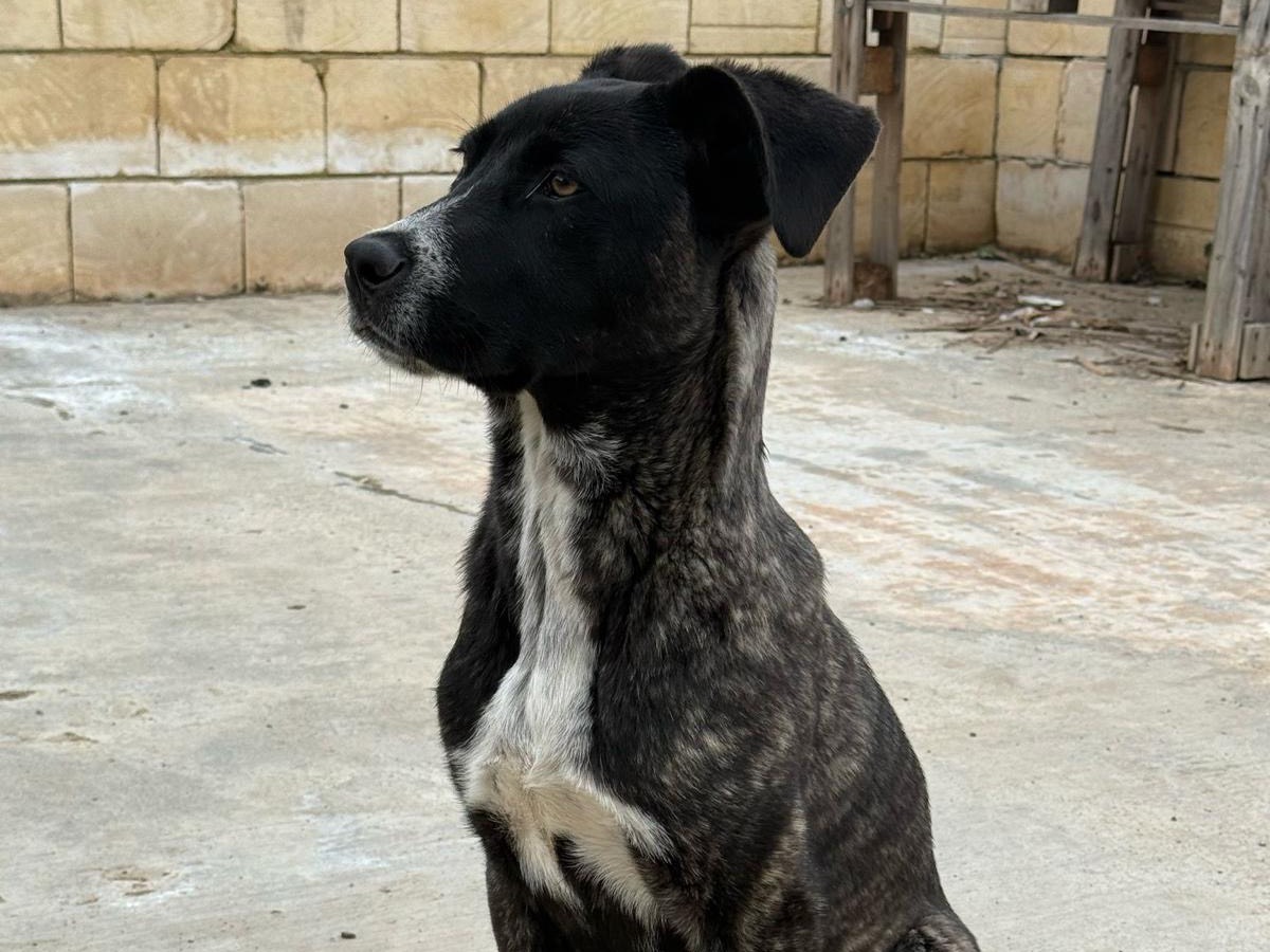 Vuoi adottare un cane a Siracusa?