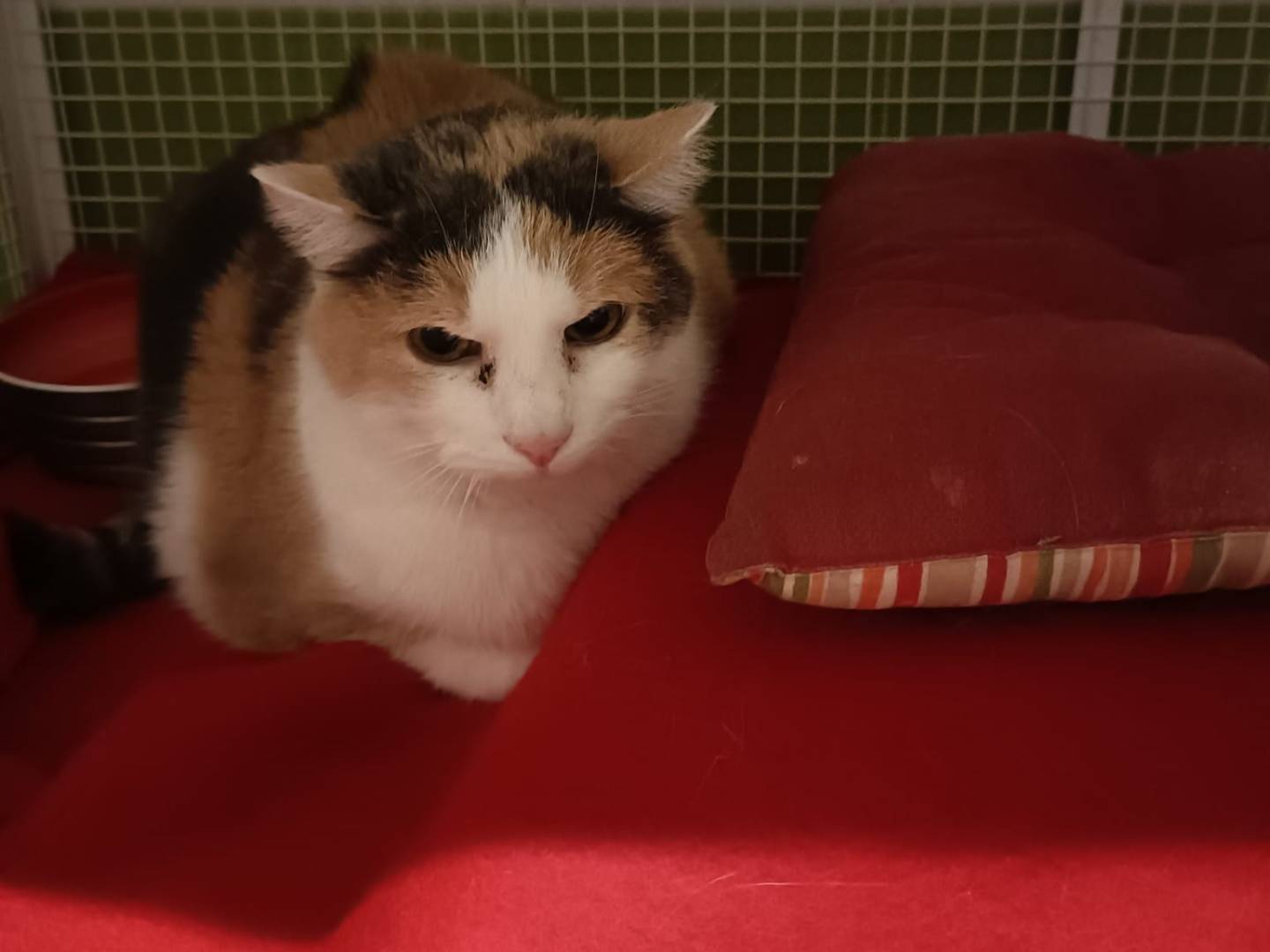 Foto dell'animale