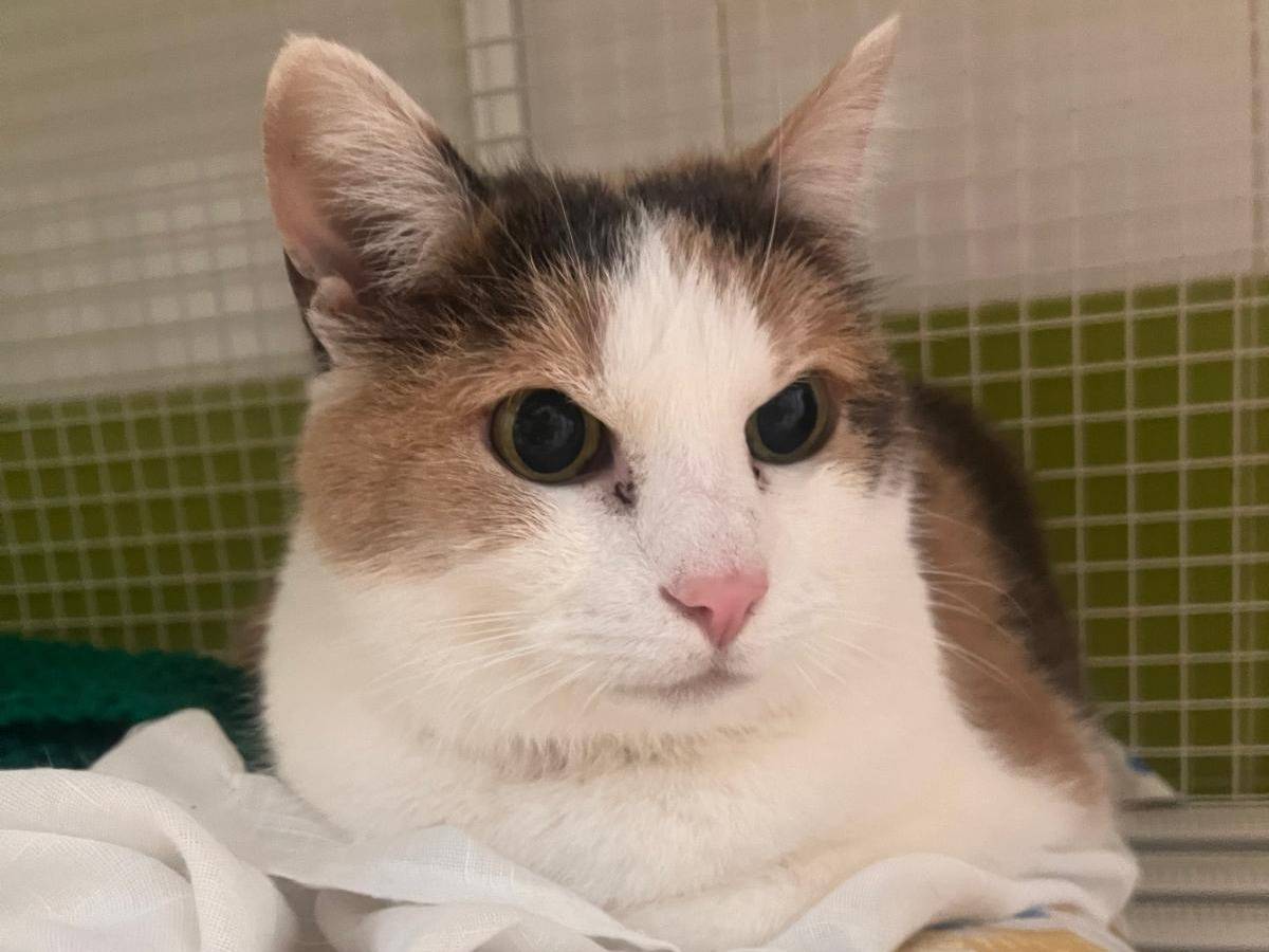Adotta un gatto, femmina, 15 anni  e 4 mesi , Modena