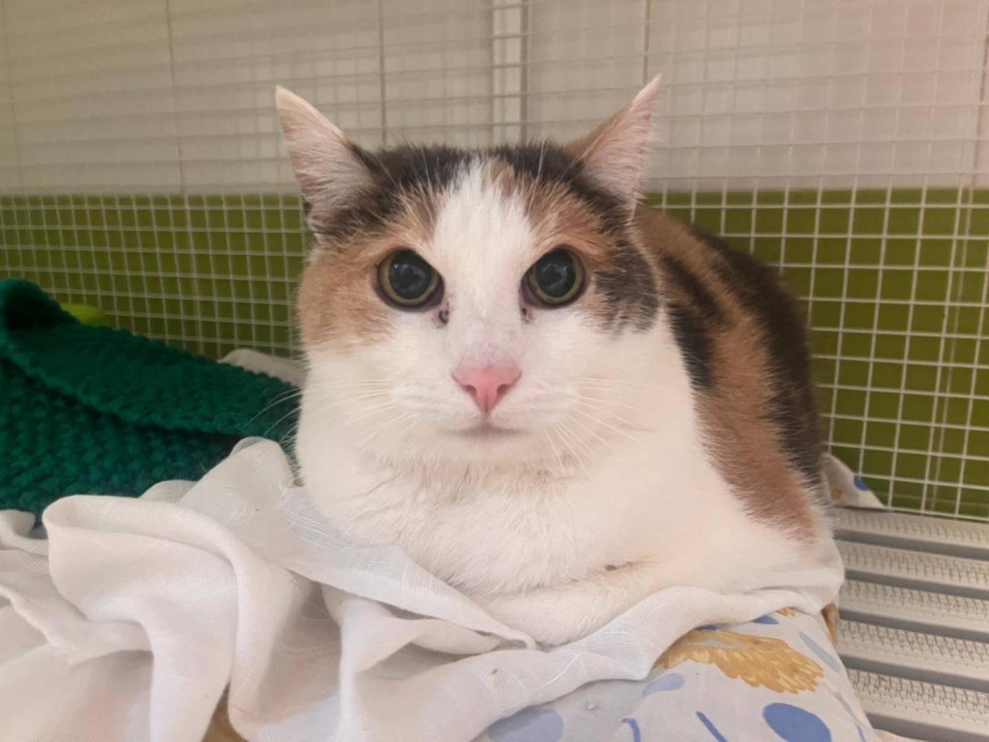 Adotta un gatto, taglia non valida, femmina, Modena
