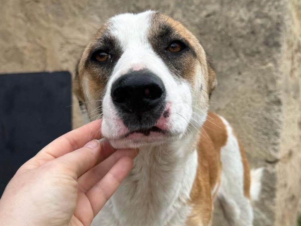 Adotta un cane, maschio, 1 anno e 2 mesi , Siracusa