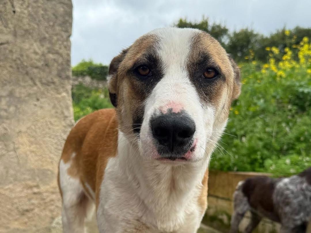 Vuoi adottare un cane a Siracusa?