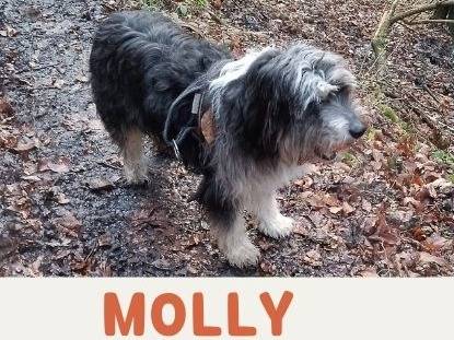 Vuoi adottare un cane a Verbano?