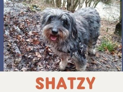 Adotta il cane Molly e Shatzy a Verbano