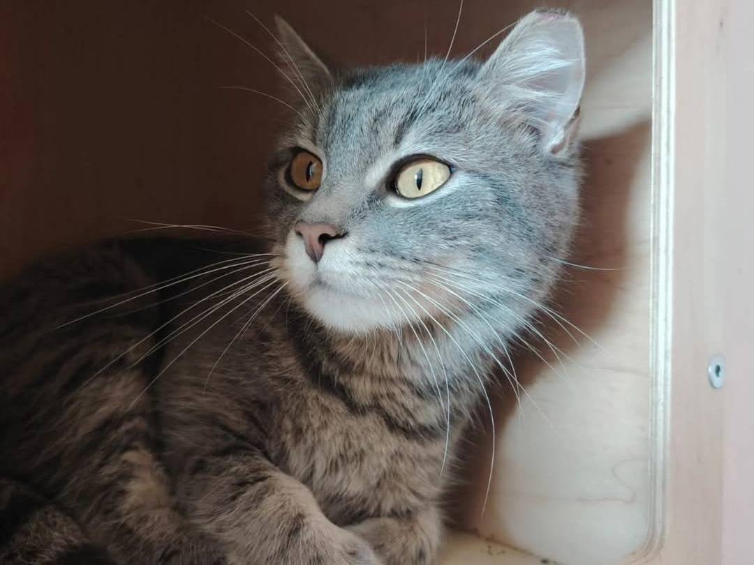 Foto dell'animale