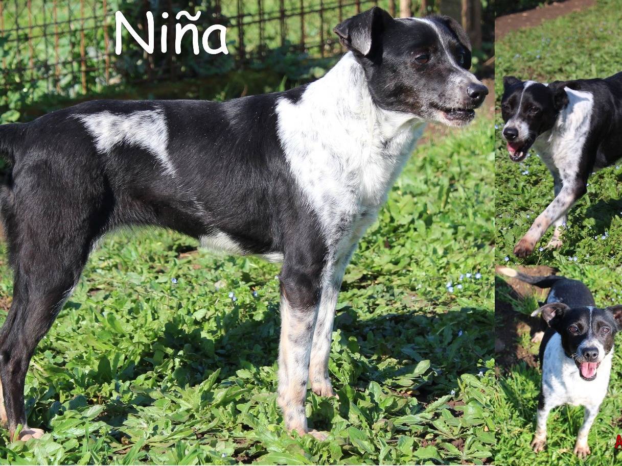 Adozione cane, femmina, Razza sconosciuta Razza sconosciuta, 7 anni e 1 mese, taglia piccola, Roma