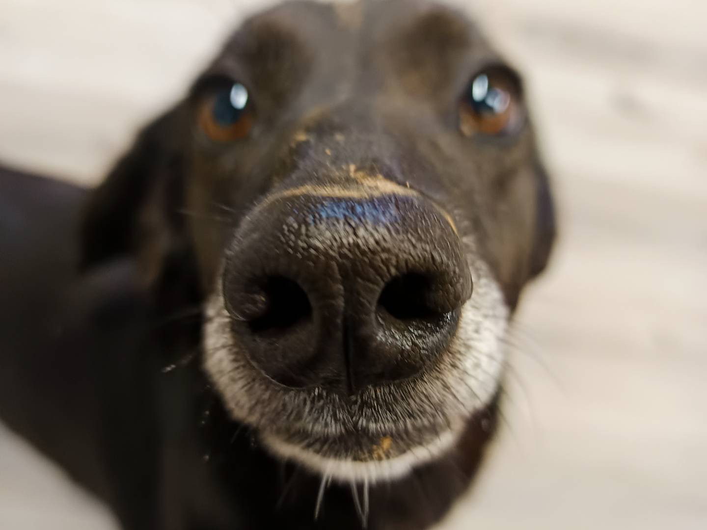 Adotta un cane, femmina, 4 anni  e 3 mesi , Cuneo