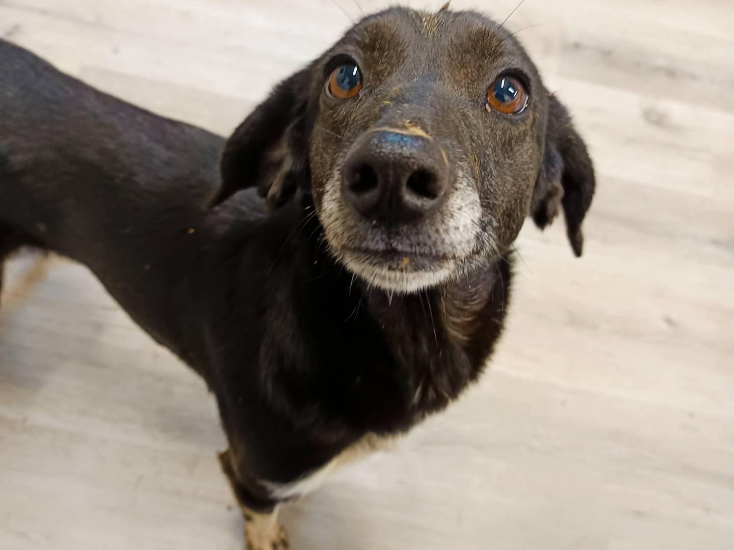 Adotta un cane, taglia piccola, femmina, Cuneo