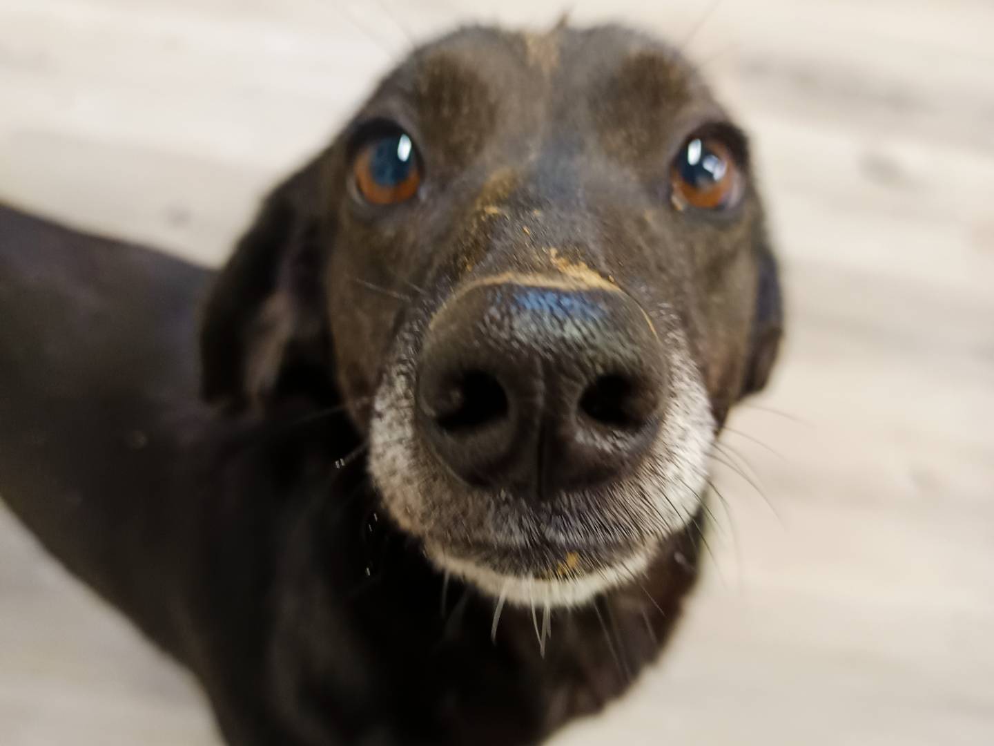 Adotta il cane RUNSA a Cuneo