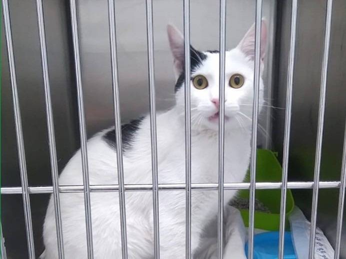 Adotta un gatto, maschio, 7 mesi, Torino