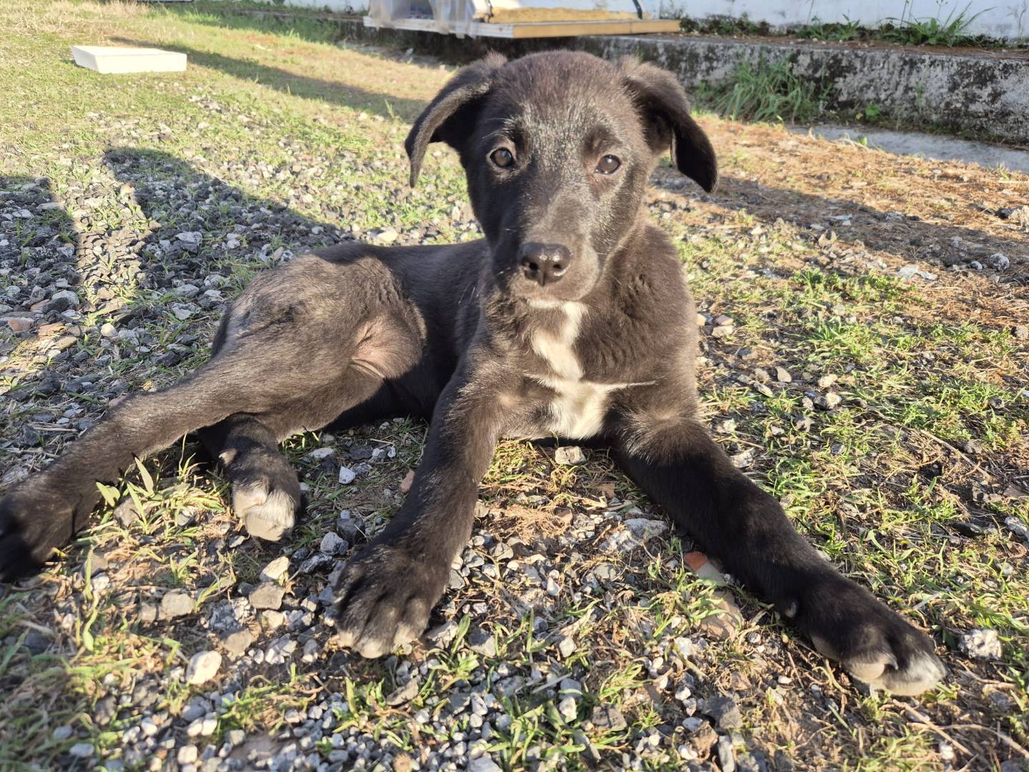 Adozione cane, femmina, Razza sconosciuta Razza sconosciuta, 3 mesi, taglia grande, Napoli