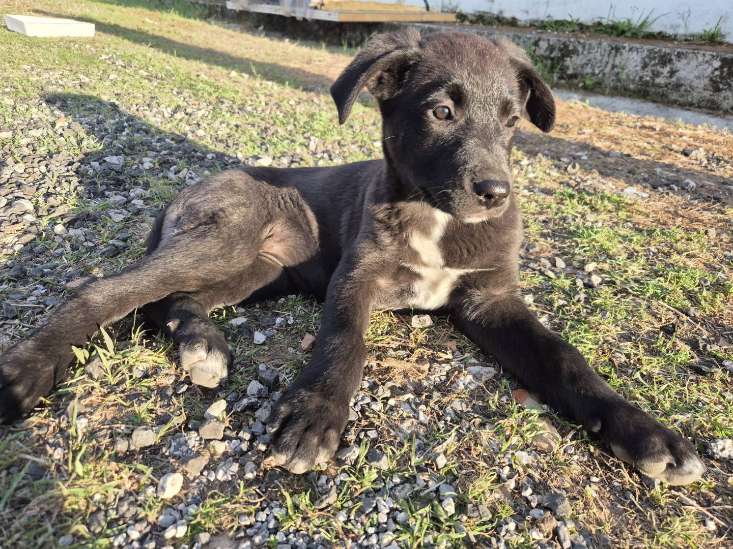 Adotta un cane, femmina, 3 mesi, Napoli