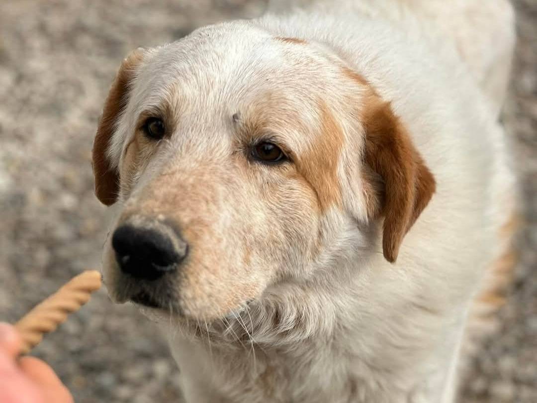 Foto dell'animale
