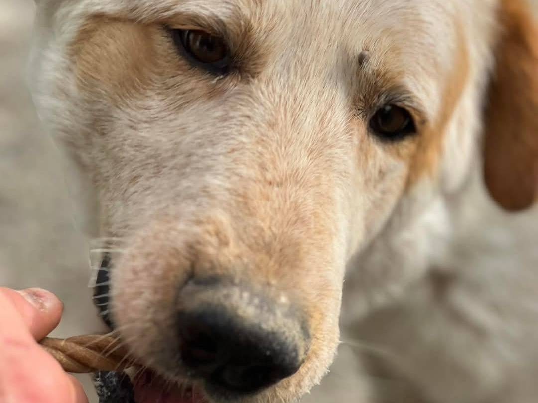 Adotta un cane, maschio, 3 anni  e 2 mesi , Crotone