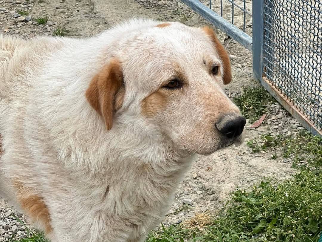 Adotta un cane, taglia media, maschio, Crotone