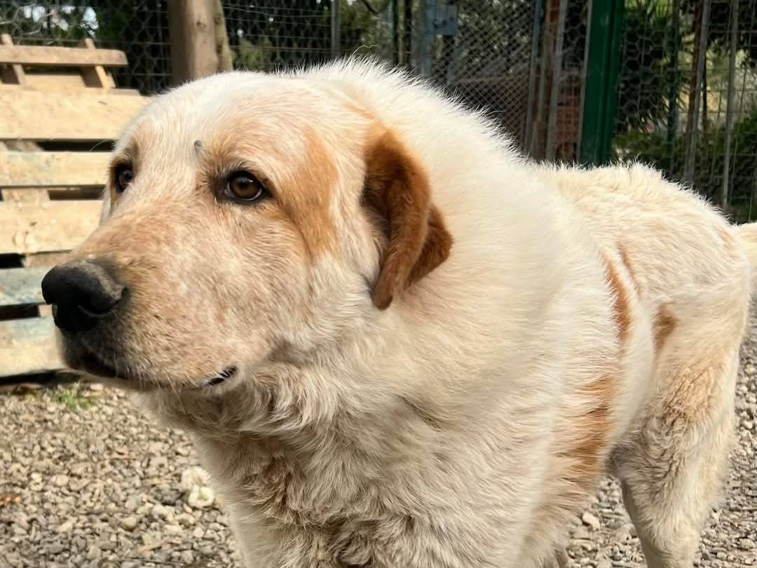Vuoi adottare un cane a Crotone?