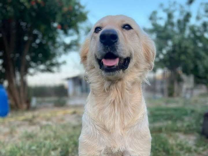 Adotta un cane, femmina, 3 anni  e 1 mese, Crotone