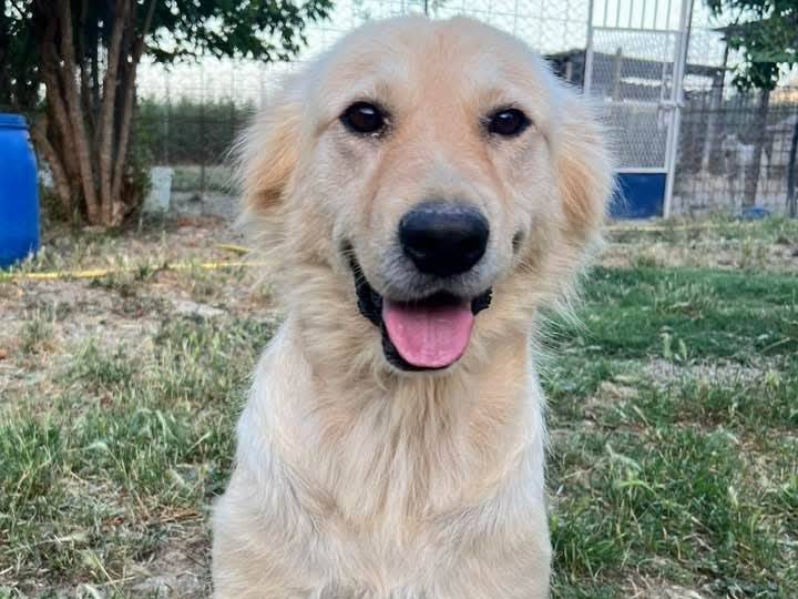 Adotta un cane, taglia media, femmina, Crotone