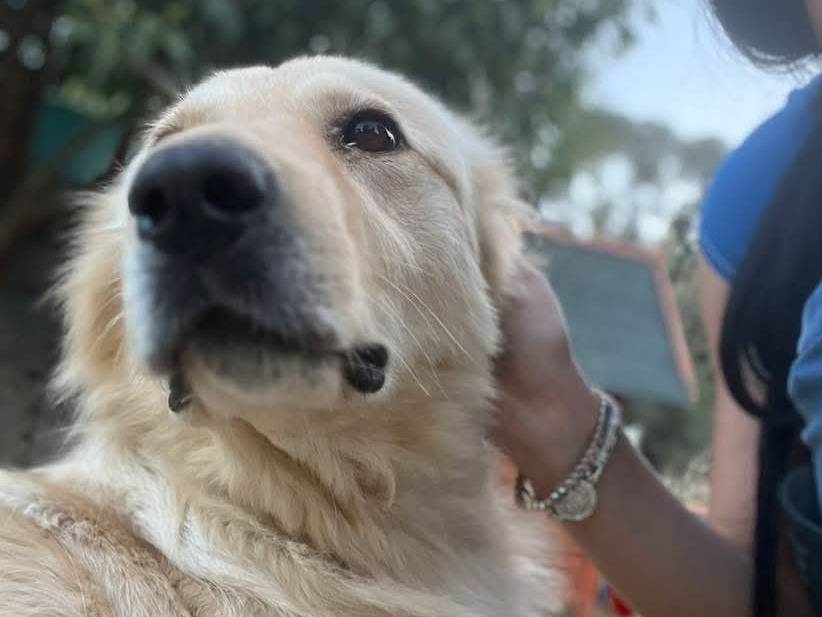 Vuoi adottare un cane a Crotone?