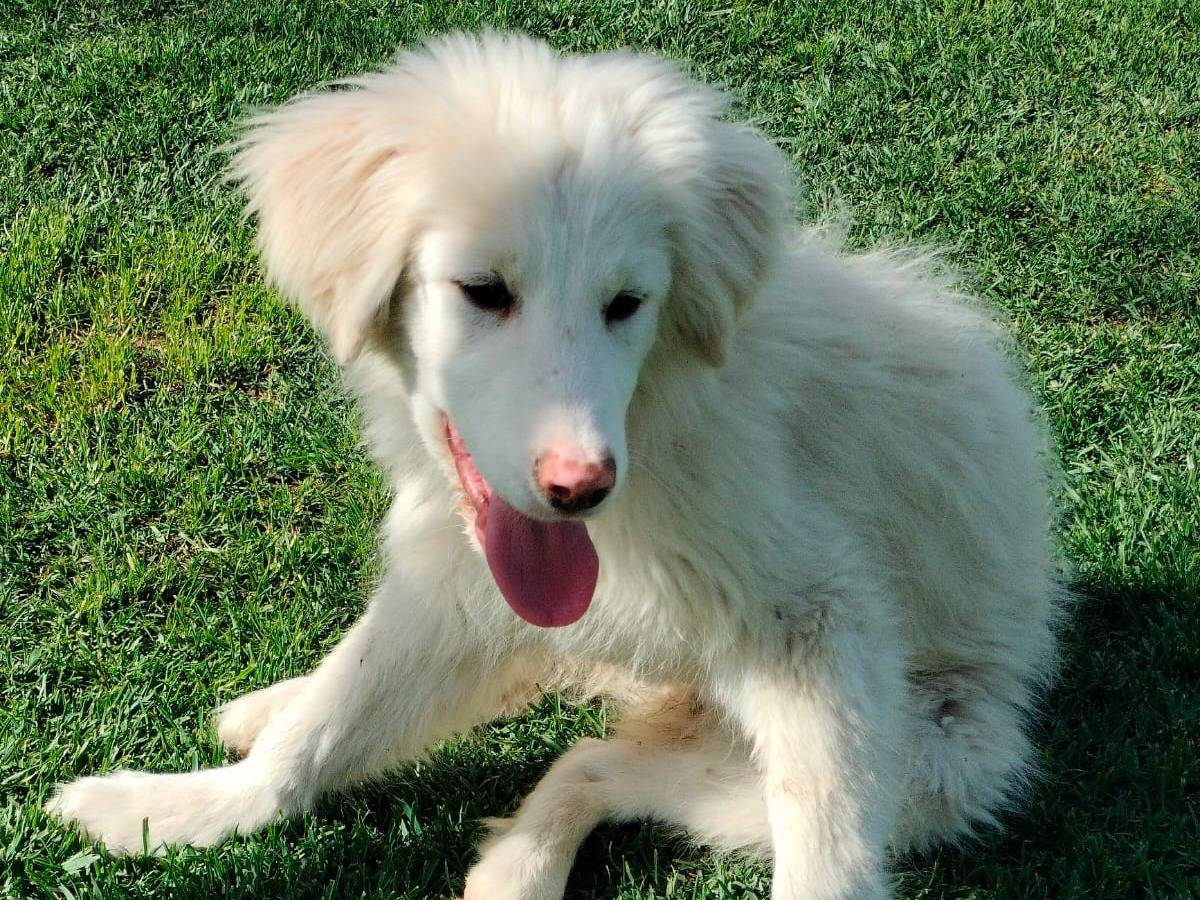 Adotta un cane, femmina, 5 mesi, Parma