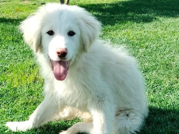 Adotta un cane, taglia media, femmina, Parma