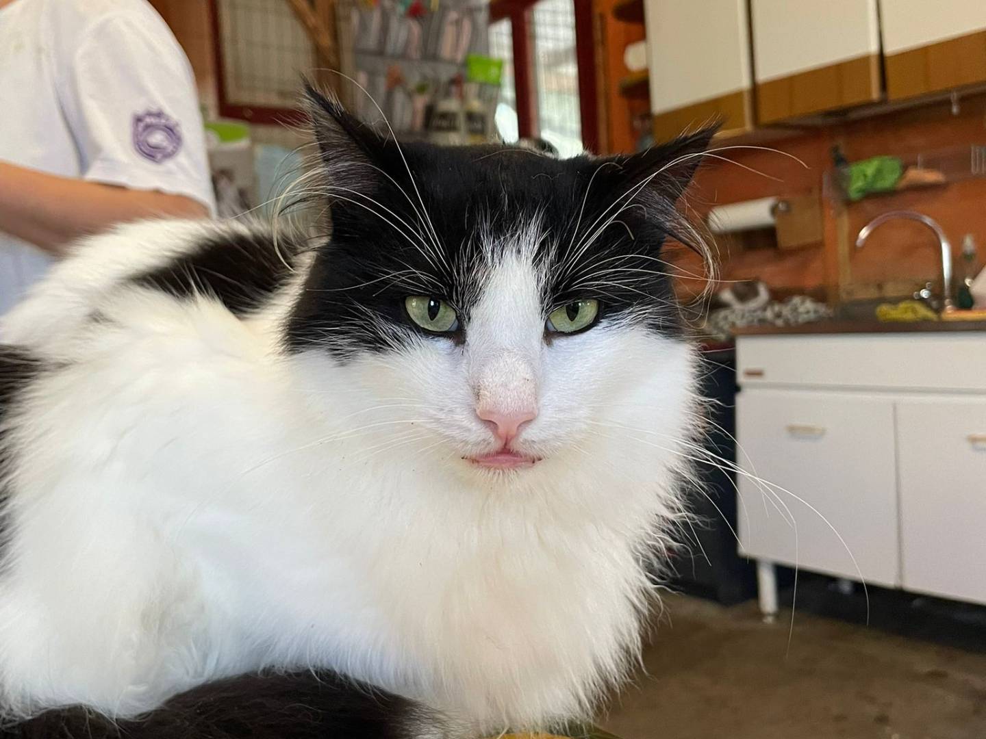 Vuoi adottare un gatto a Parma?