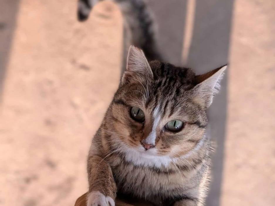 Adozione gatto, femmina, Razza sconosciuta Razza sconosciuta, 4 anni  e 11 mesi , taglia non valida, Parma